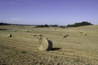 Straw (2 of 2)