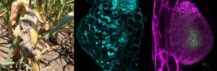 Galls on maize (left).