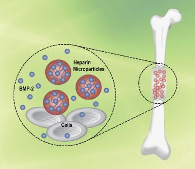 BMP-2 Binding Heparin