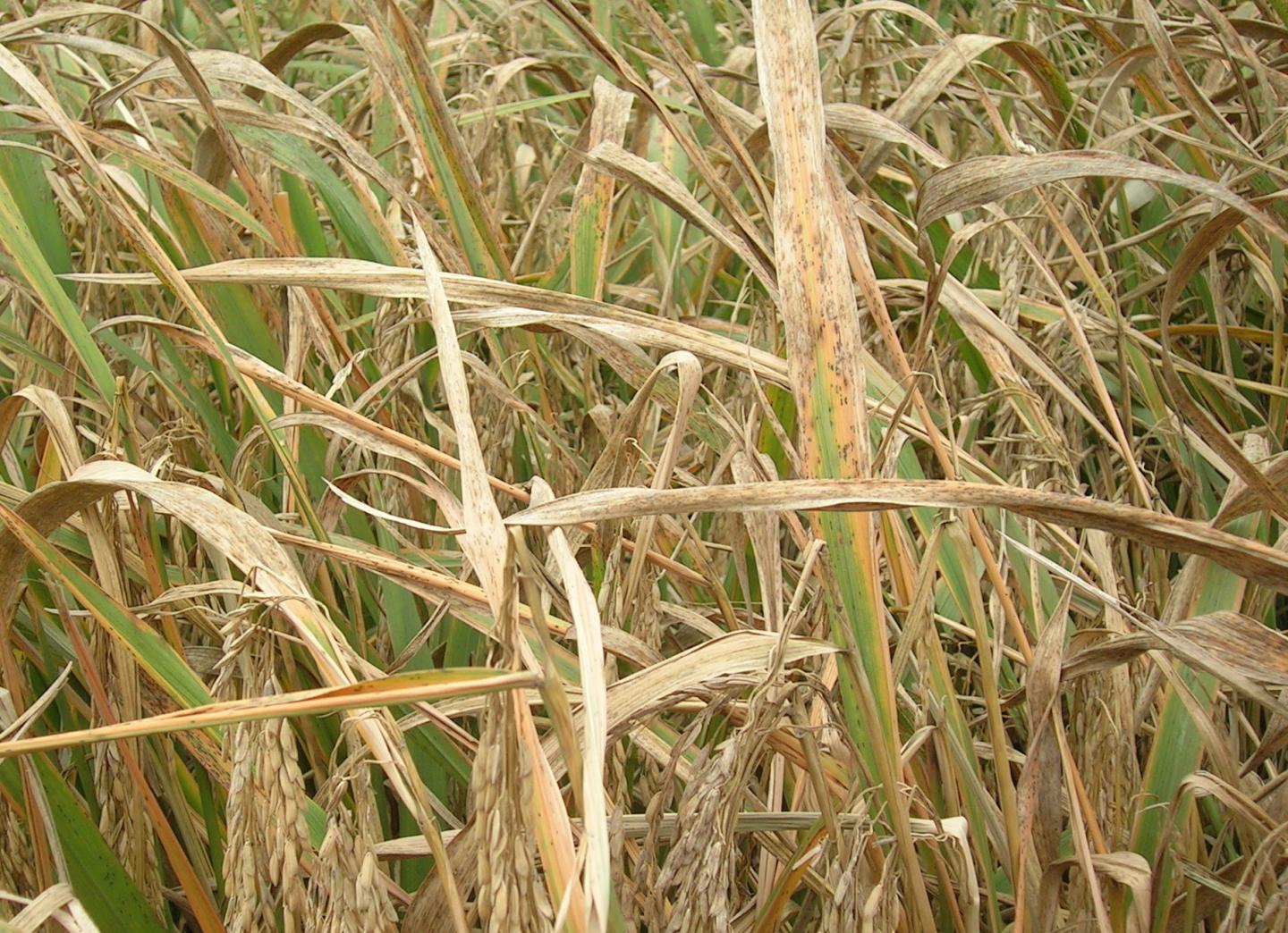 Rice Blast Fungus