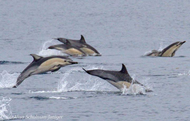 Dolphin Diets Suggest Extreme Changes in the Ocean May Shorten Food Chains (5 of 9)