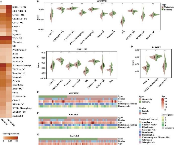 GTSE1+ OB cells and CREB3L1+ CB cells were enriched in metastatic tumors.