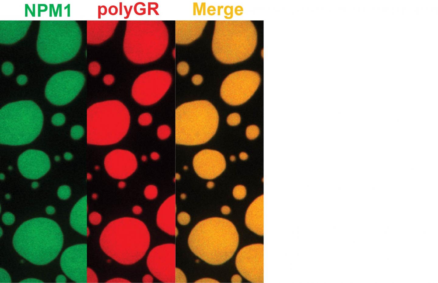 Toxic Protein Interactions