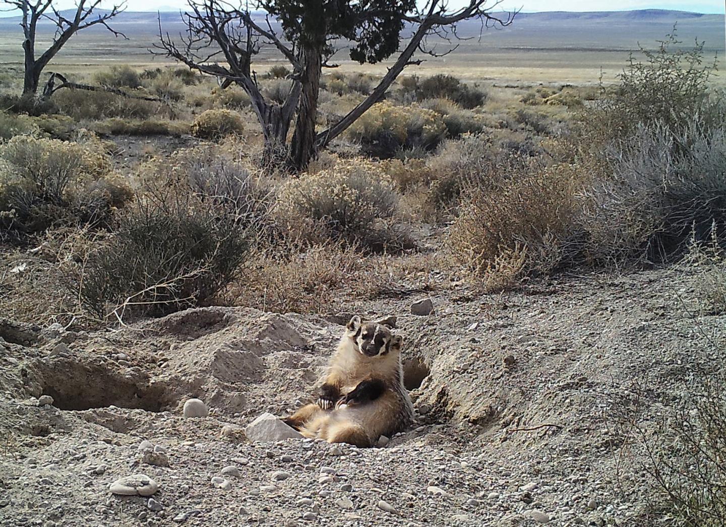 American Badger