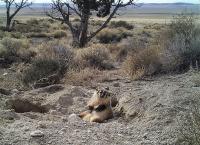American Badger