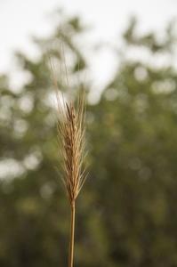 A spike of Hordeum bulbosum in Israel
