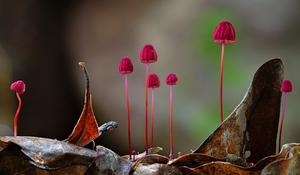 The beautiful Marasmius sp. photographed by Stephen Axford is just one of many fungi to be featured in the book ‘Planet Fungi: A Photographer’s Foray.’