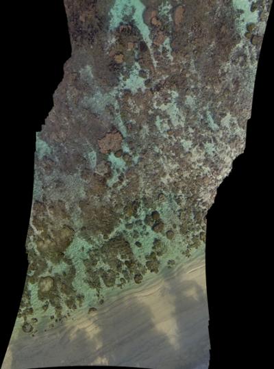 Coral Reef Drone