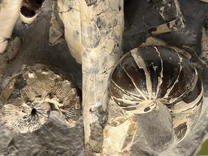 A Late Cretaceous-aged nautiloid (left) and ammonite (right curled and right and bottom straight fossils) found in South Dakota show that at least some species lived in the same location. Credit: Michael Schmutzer