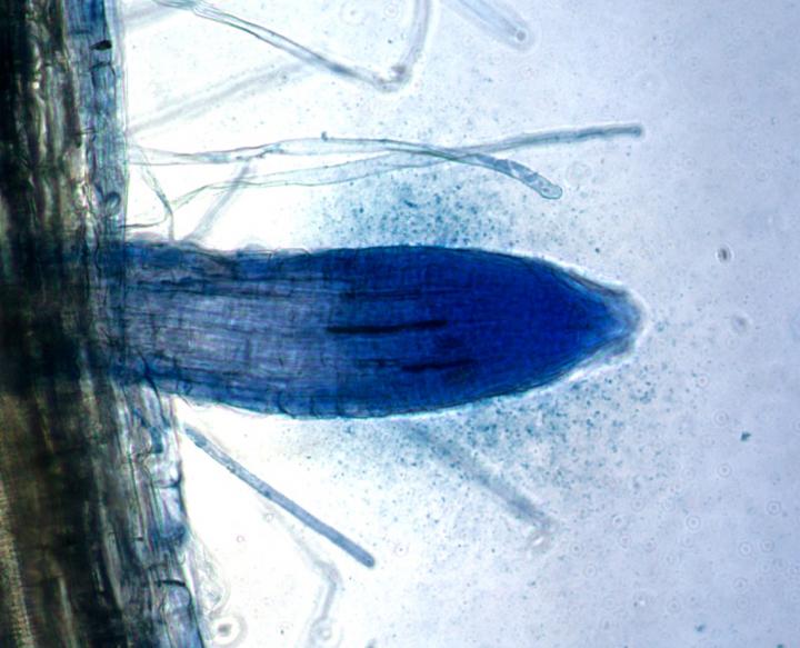 <em>Phragmites australis</em> Root
