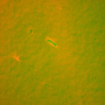 Fluorescent <i>E. coli</i>
