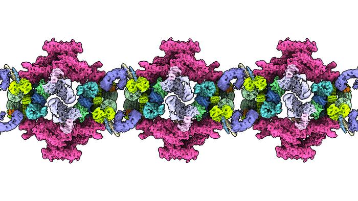 Structure of the cytoplasmic lattice