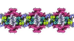 Structure of the cytoplasmic lattice