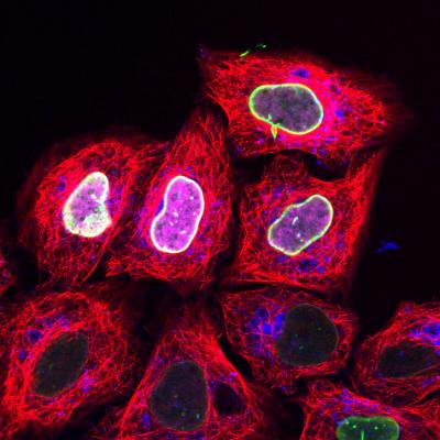Light Signals from Living Cells