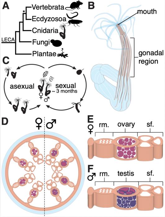 A closer look at Nematostella