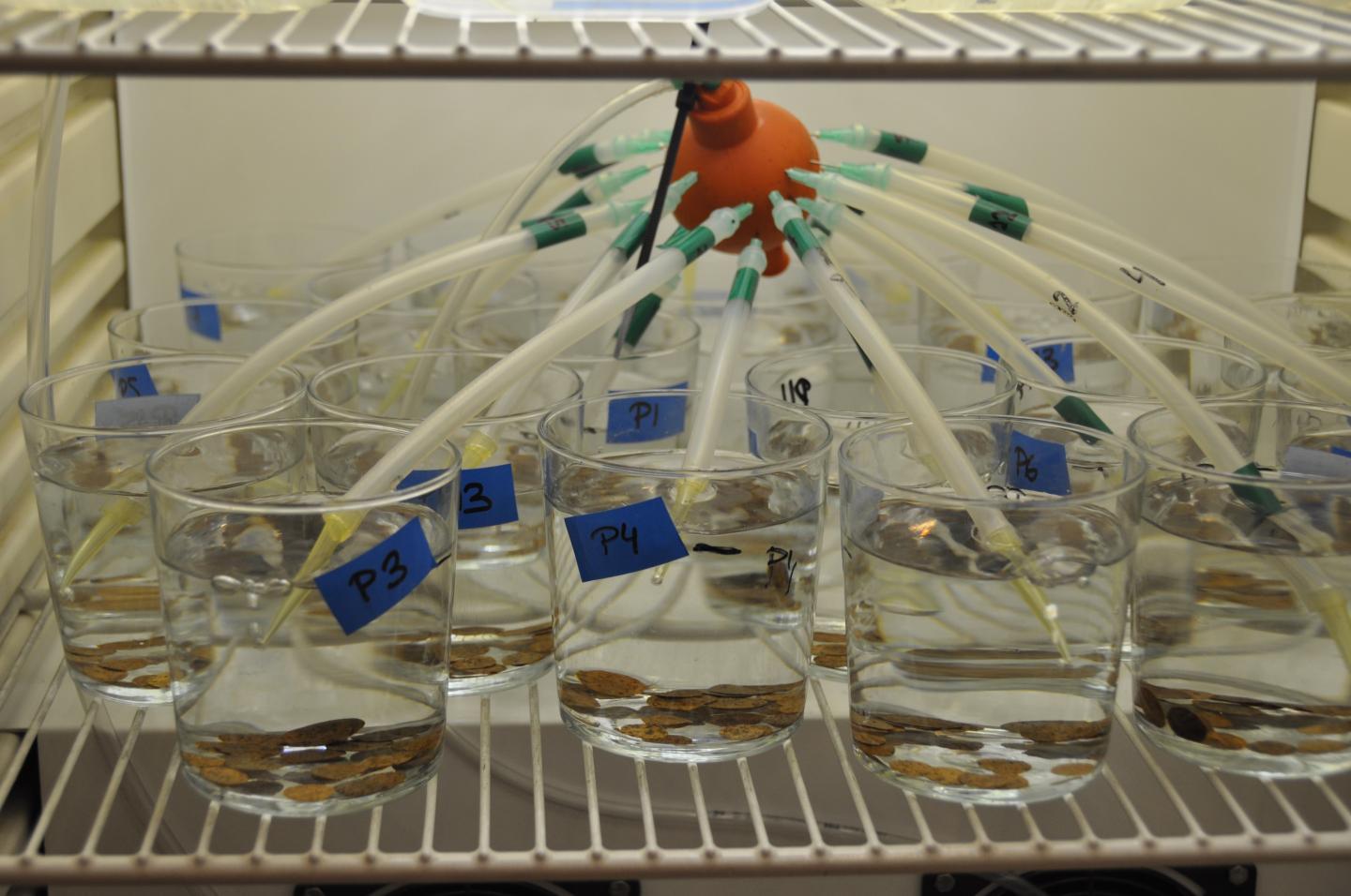 Laboratory Experiments