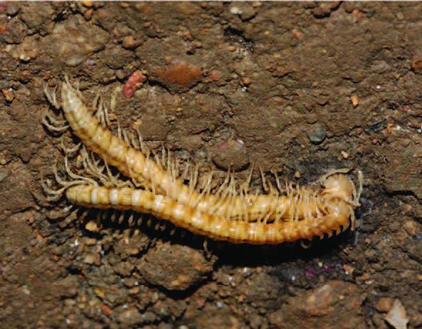 <i>Desmoxytes laticollis</i>