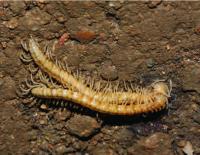 <i>Desmoxytes laticollis</i>