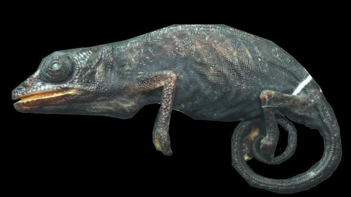 <I>Calumma vatosoa</I>