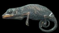 <I>Calumma vatosoa</I>