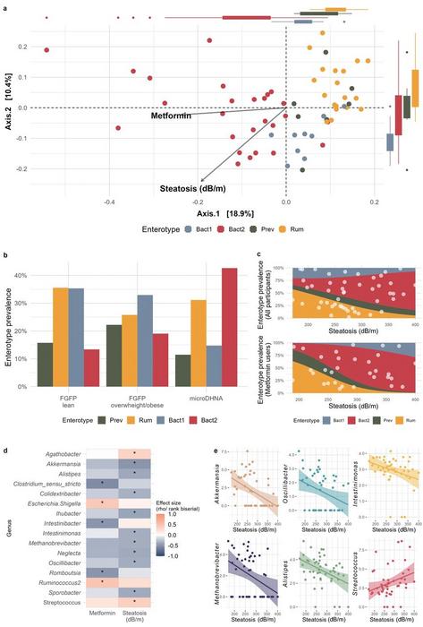 The gut microbiota composition in the microbiota e Doença Hepática Não Alcoólica (microDHNA) n=61 cohort is distinctly associated with steatosis severity (continuous measure, dB/m) and metformin use.
