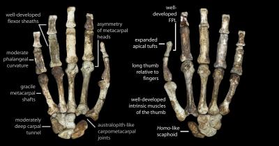 The Hands and Feet of Au. sediba (3 of 6) | EurekAlert!