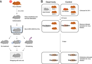 Effect of angel care and embalming on the transmission of SARS-CoV-2 from dead, infected hamsters.