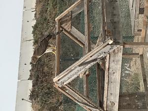 Cooper's Hawk and American Kestrel