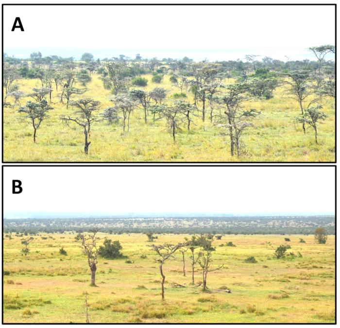 Invaded vs. uninvaded trees