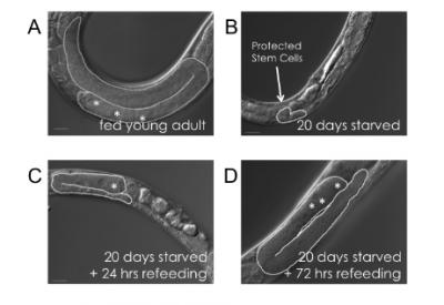 In Worms, Starvation Turns Back the Reproductive Clock (2 of 2)