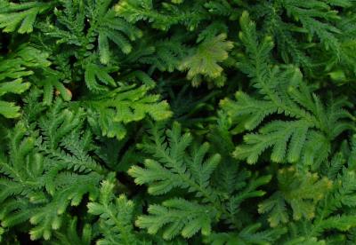 Spikemoss Genome Hints at Ancient Plant Transitions (2 of 3)