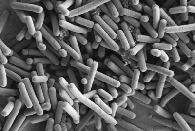 <i>Lactobacillus johnsonii</i> 