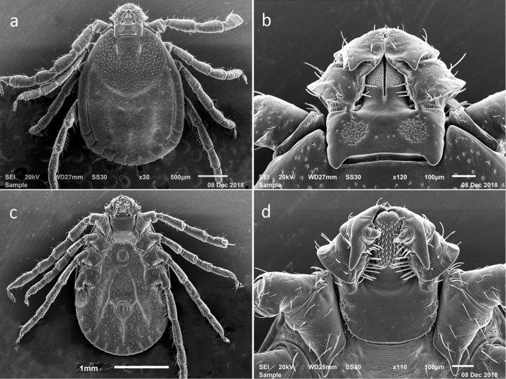 Asian Longhorned Tick, Adult Female