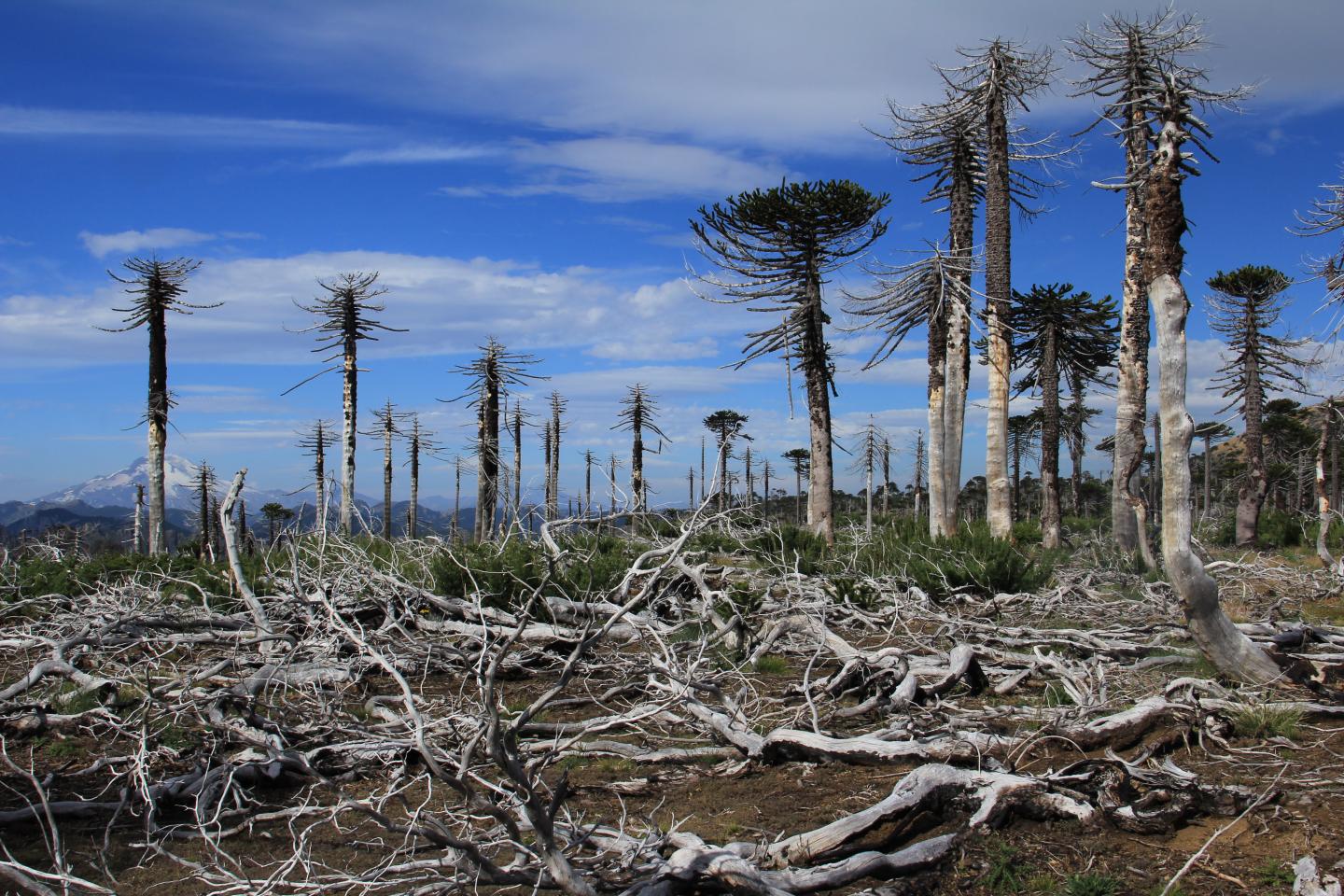 Fire killed Araucaria araucana (monkey puzzle tree) forests in Tolhuaca National Park, in south-central Chile.
