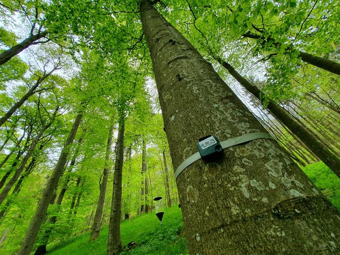 Small audio recording devices were used to record bird songs in the forest around the clock.