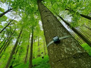 Small audio recording devices were used to record bird songs in the forest around the clock.