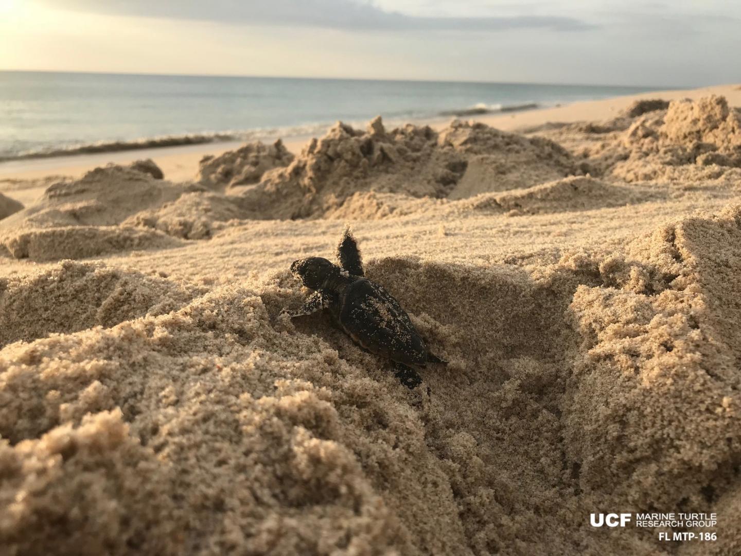 Sea Turtle Hatchling