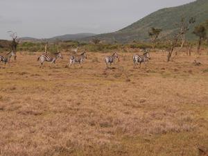 Tanzania Horizon