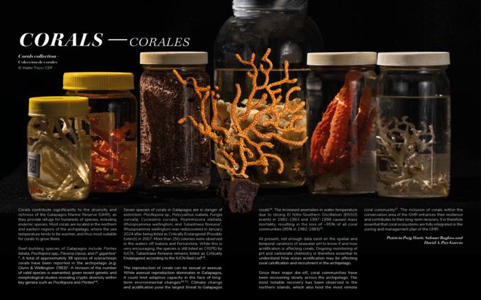 Corals Collection