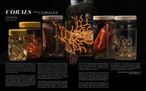 Corals Collection