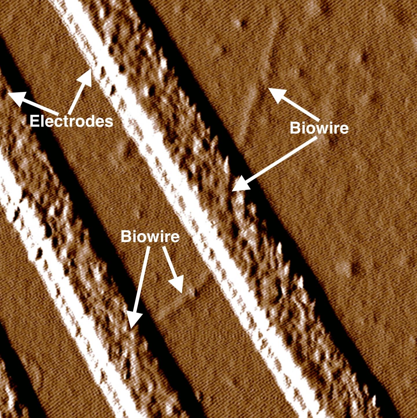 Synthetic Biowire