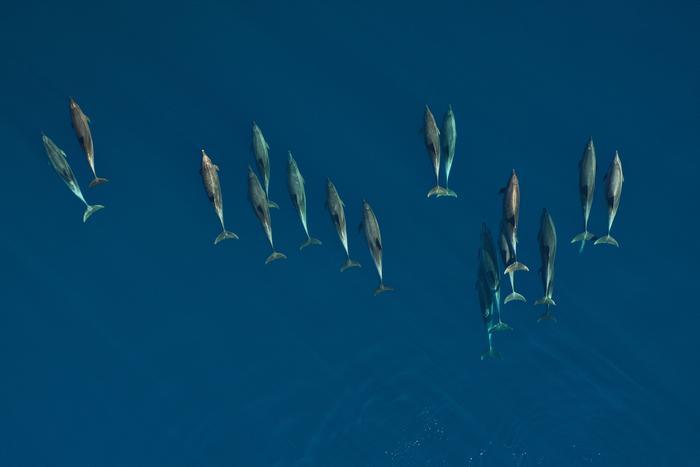 Dolphin school