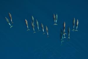 Dolphin school