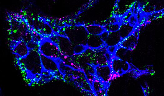 Entric glia