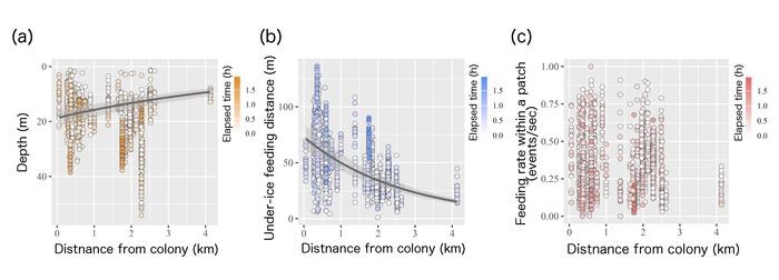 Relationship between distance from the breeding colony and penguin feeding behavior