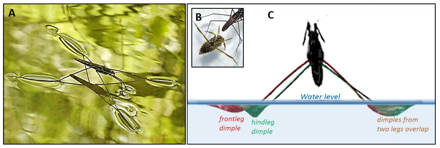 Jumping of Water Striders