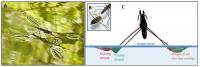 Jumping of Water Striders