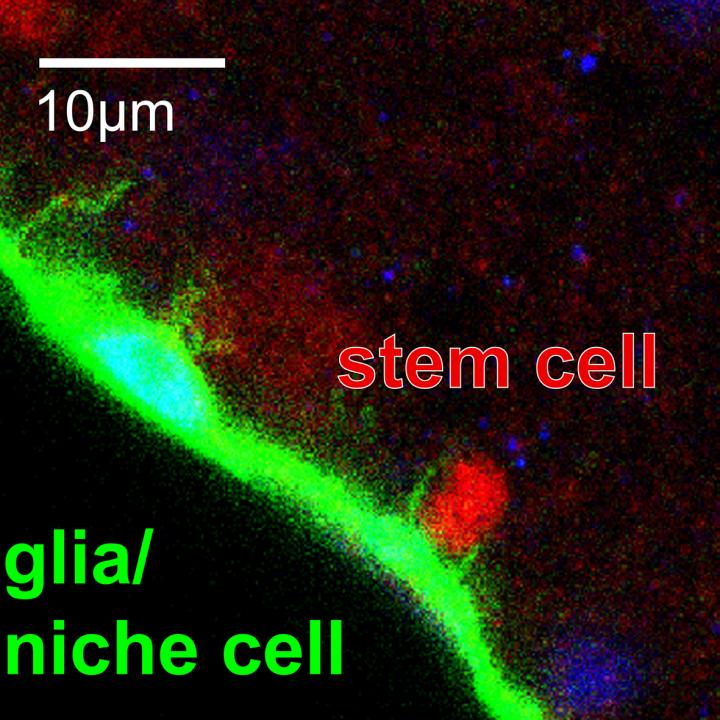 Brain Stem Cells