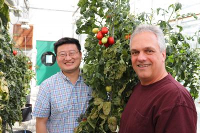 Zhangjun Fei and James Giovannoni, Boyce Thompson Institute