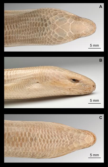 Head morphology of the neotype of Dopasia formosensis